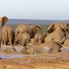 Addo Elephant Nationalpark_38