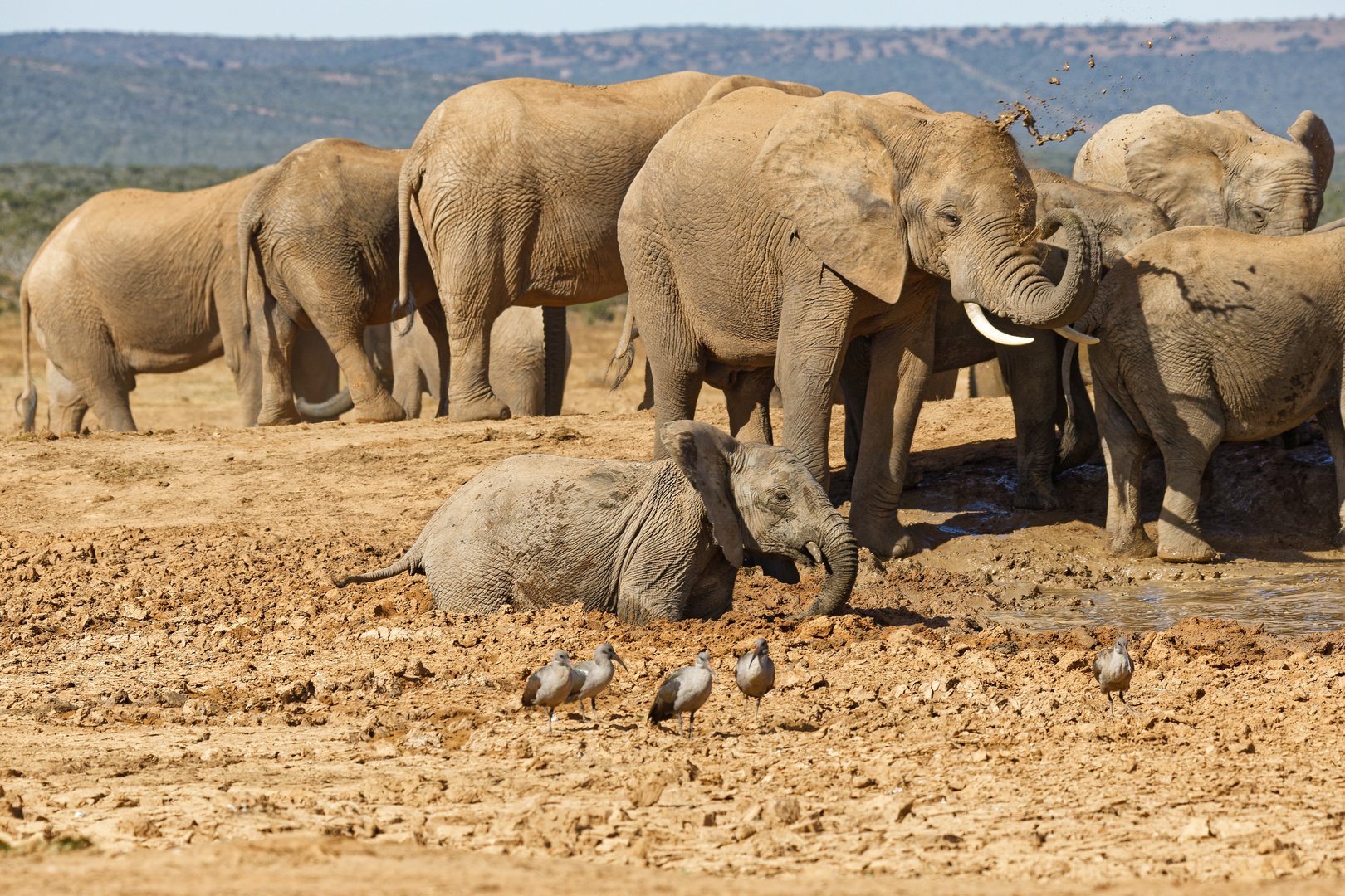 Addo Elephant Nationalpark_39