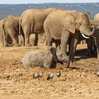 Addo Elephant Nationalpark_39