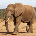 Addo Elephant Nationalpark_41