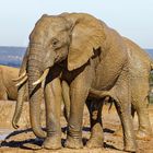 Addo Elephant Nationalpark_43