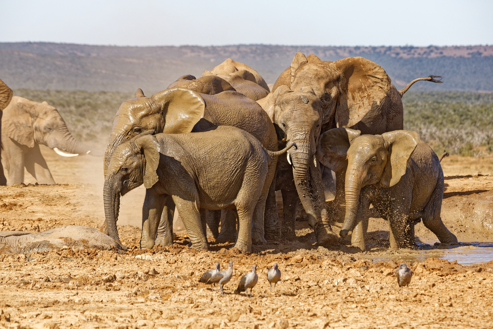 Addo Elephant Nationalpark_45