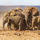 Addo Elephant Nationalpark_45