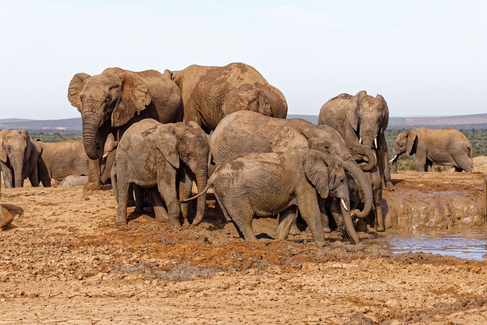 Addo Elephant Nationalpark_48