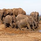Addo Elephant Nationalpark_48