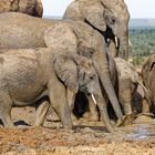 Addo Elephant Nationalpark_50