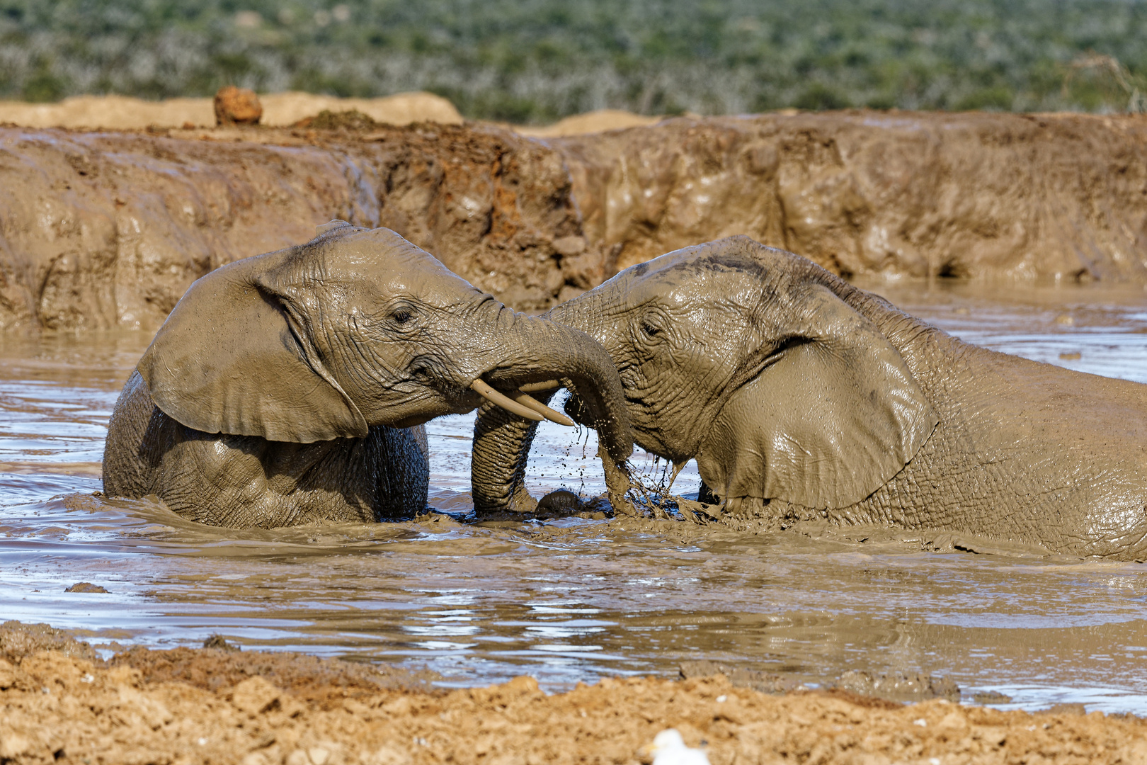 Addo Elephant Nationalpark_51