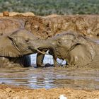 Addo Elephant Nationalpark_51