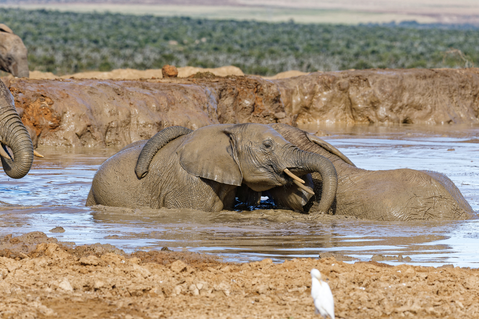 Addo Elephant Nationalpark_52