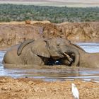 Addo Elephant Nationalpark_52