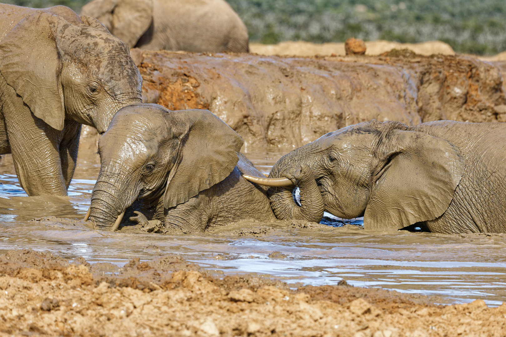 Addo Elephant Nationalpark_53