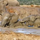Addo Elephant Nationalpark_53