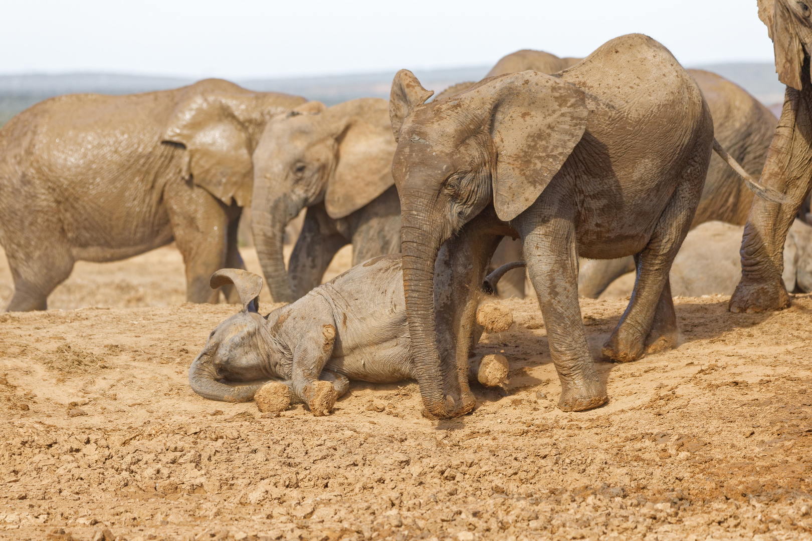 Addo Elephant Nationalpark_54