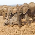 Addo Elephant Nationalpark_54