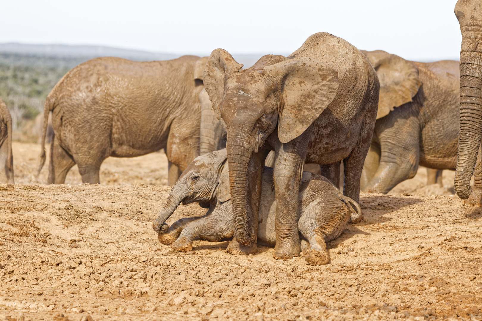 Addo Elephant Nationalpark_55