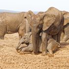 Addo Elephant Nationalpark_55