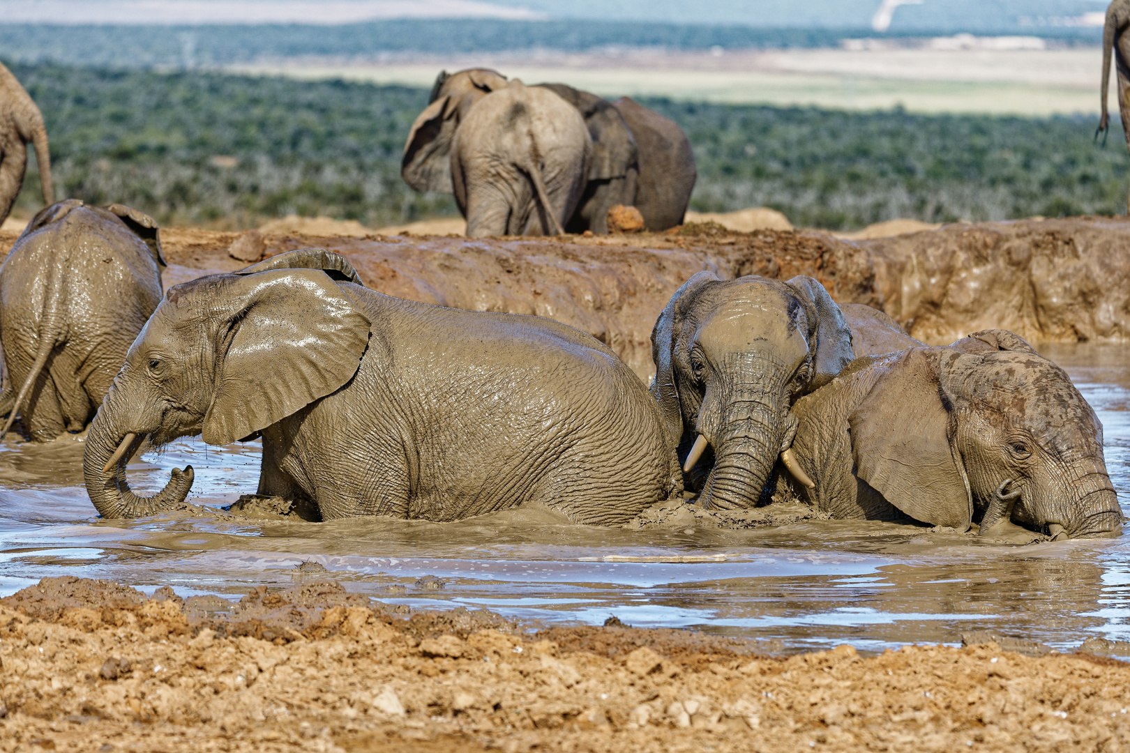 Addo Elephant Nationalpark_62