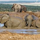 Addo Elephant Nationalpark_62