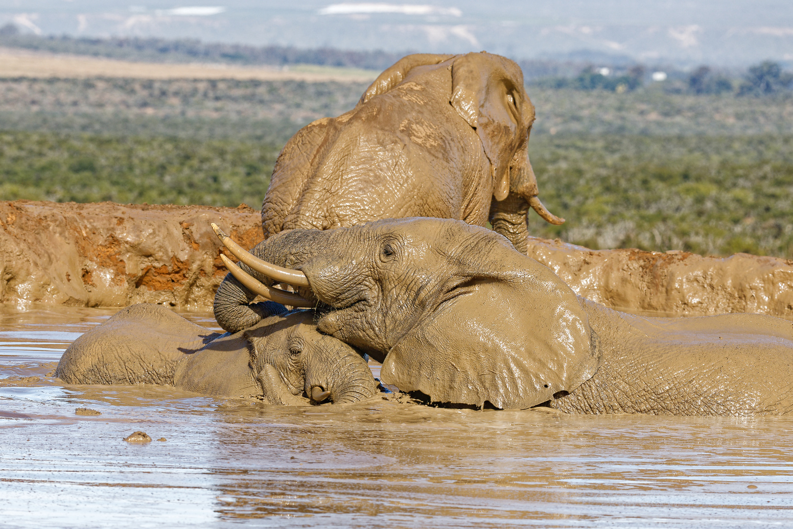 Addo Elephant Nationalpark_64