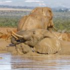 Addo Elephant Nationalpark_64