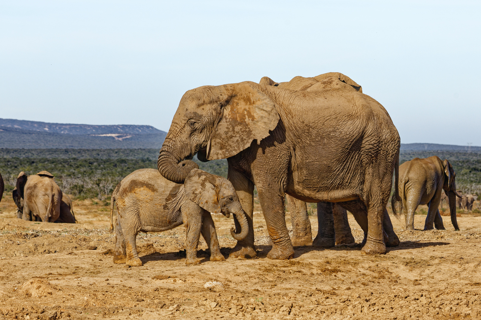 Addo Elephant Nationalpark_65