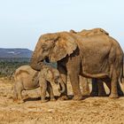 Addo Elephant Nationalpark_65