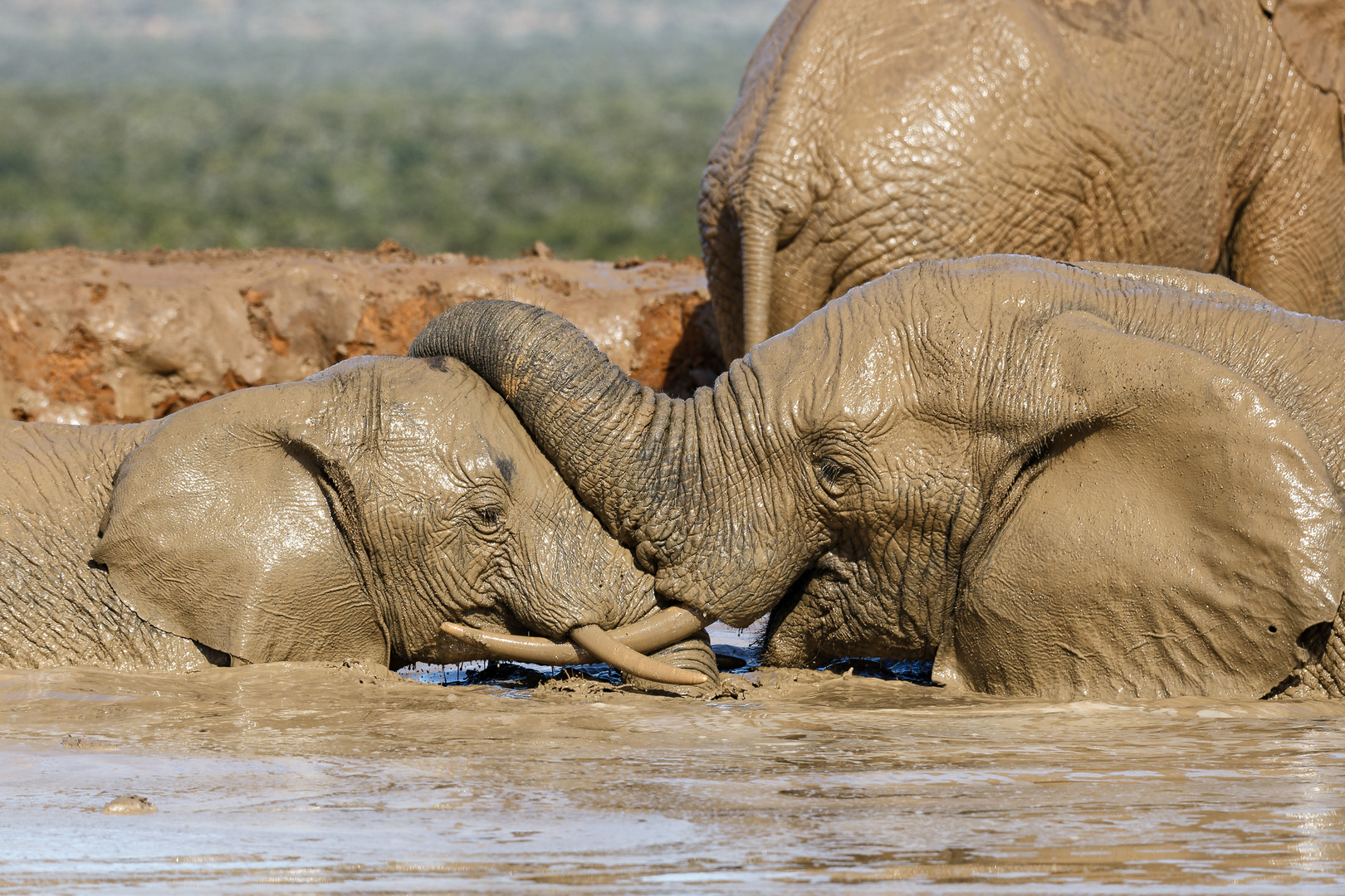 Addo Elephant Nationalpark_67