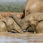 Addo Elephant Nationalpark_67