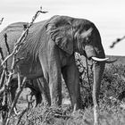 Addo Elephant Nationalpark_68