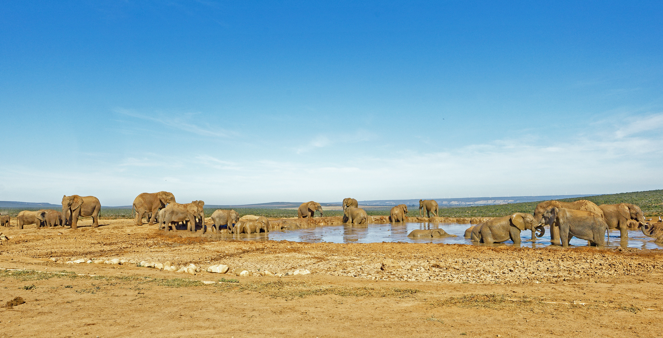 Addo Elephant Nationalpark_70