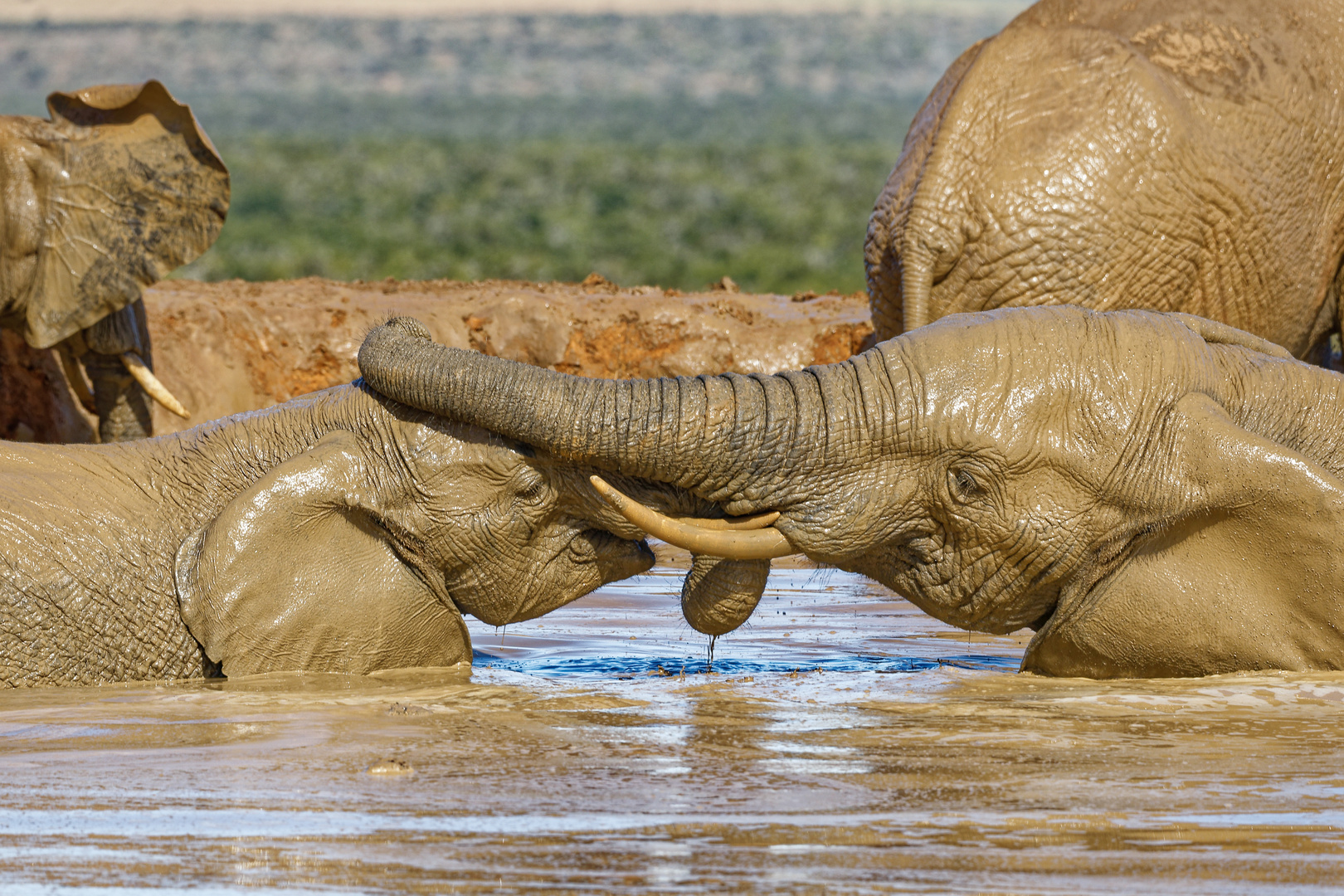 Addo Elephant Nationalpark_71