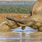 Addo Elephant Nationalpark_71