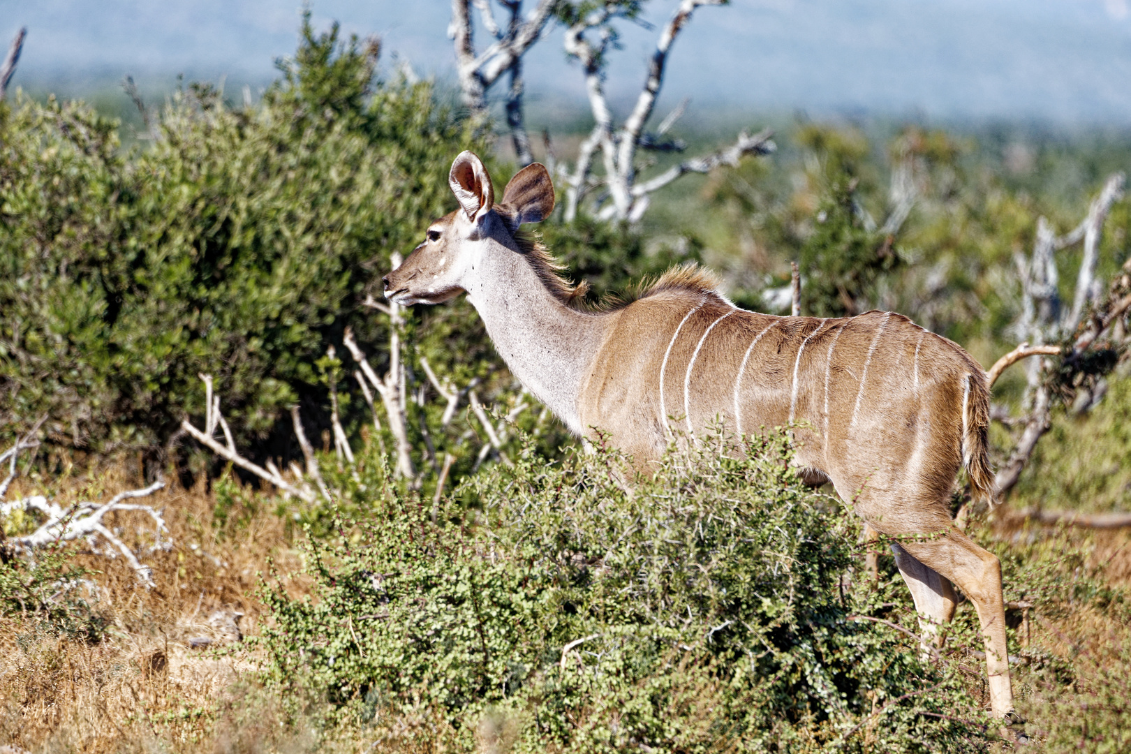 Addo Elephant Nationalpark_72