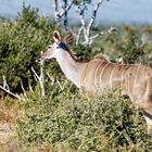 Addo Elephant Nationalpark_72