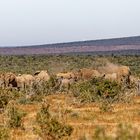 Addo Elephant Nationalpark_74