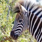 Addo Elephant Nationalpark_75