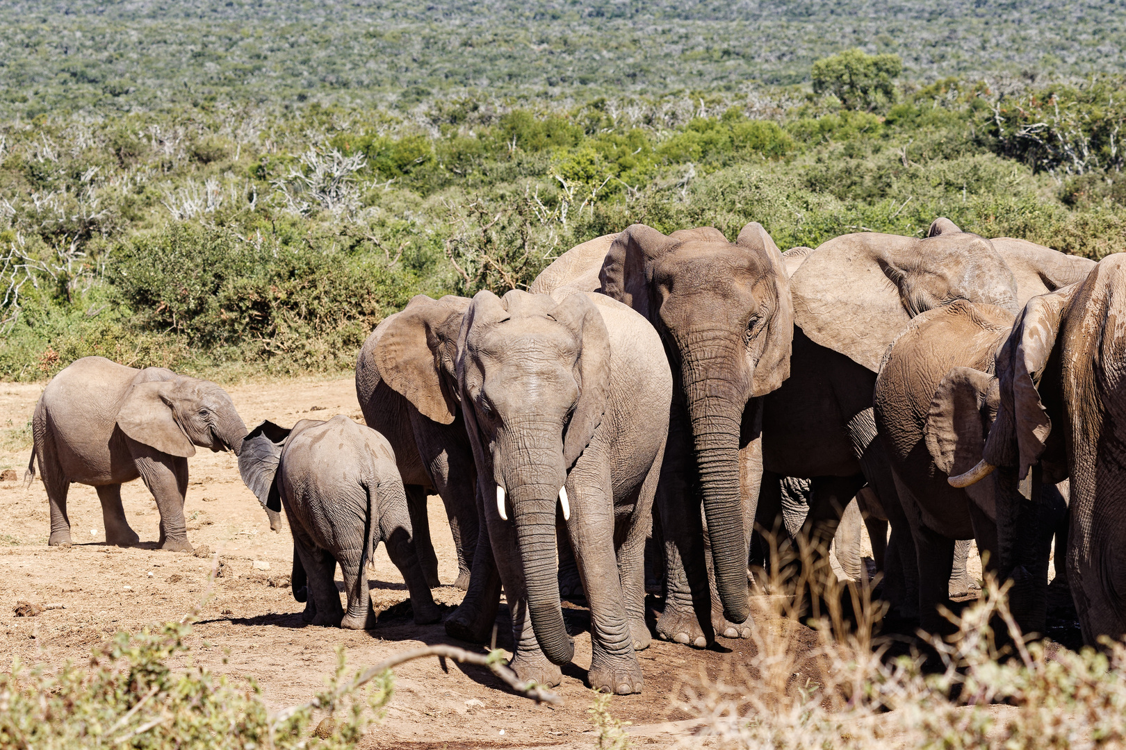 Addo Elephant Nationalpark_76