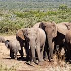 Addo Elephant Nationalpark_76