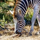 Addo Elephant Nationalpark_77