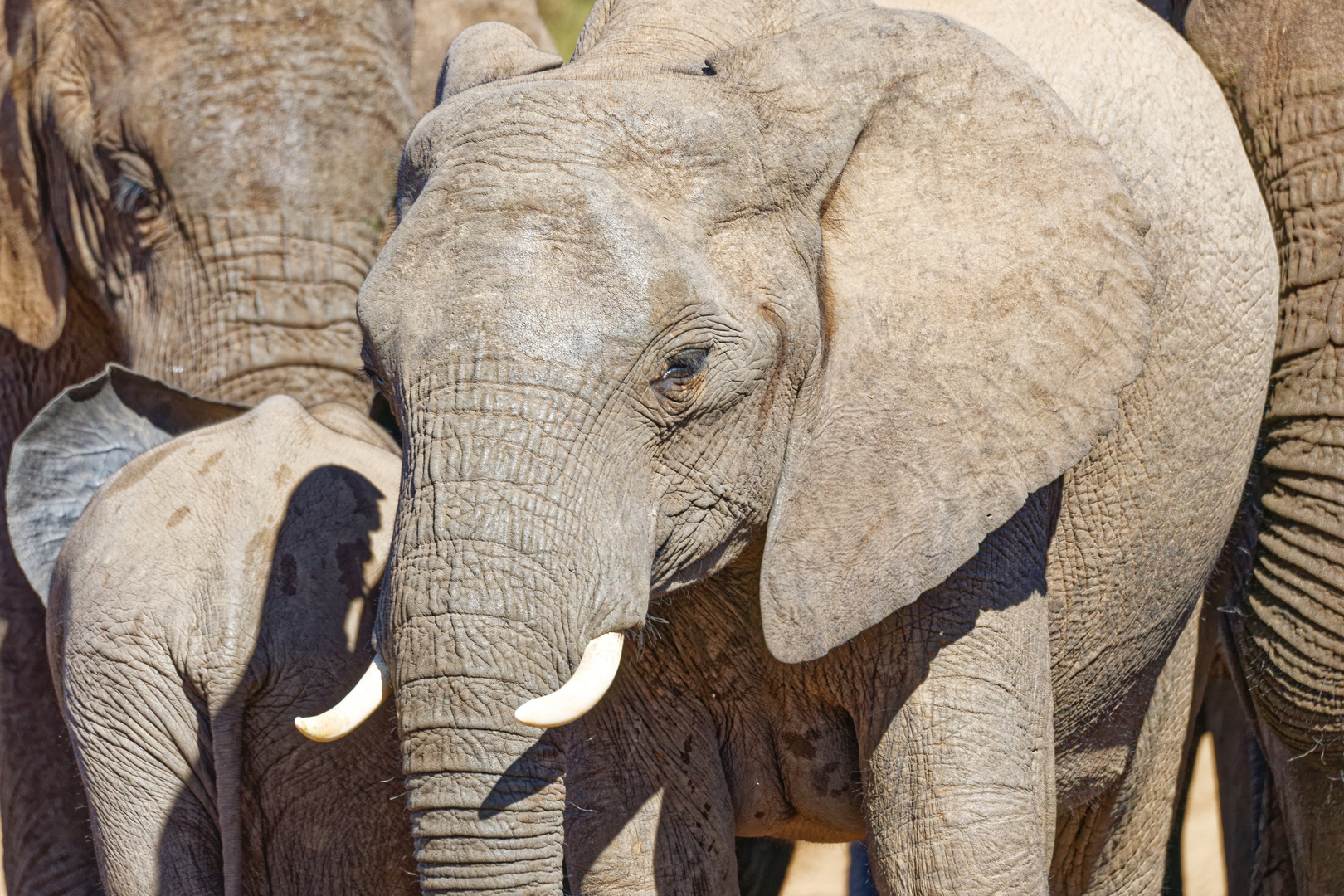 Addo Elephant Nationalpark_78