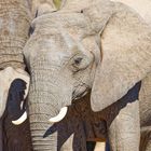 Addo Elephant Nationalpark_78