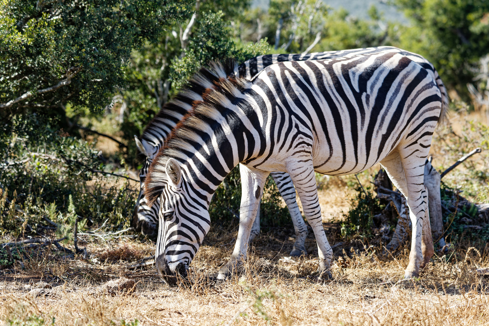 Addo Elephant Nationalpark_79