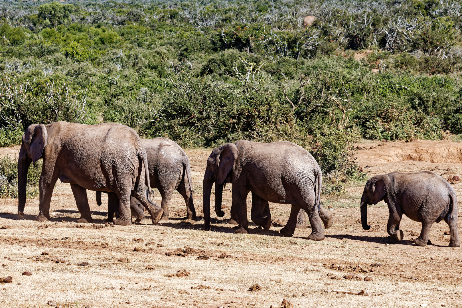 Addo Elephant Nationalpark_80