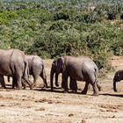Addo Elephant Nationalpark_80