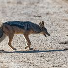 Addo Elephant Nationalpark_82