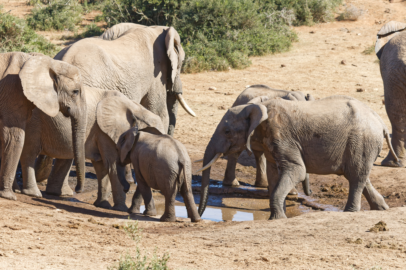 Addo Elephant Nationalpark_83