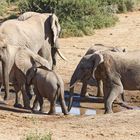 Addo Elephant Nationalpark_83