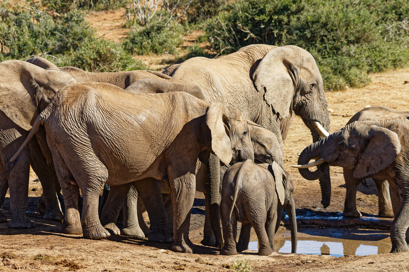 Addo Elephant Nationalpark_84