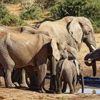 Addo Elephant Nationalpark_84