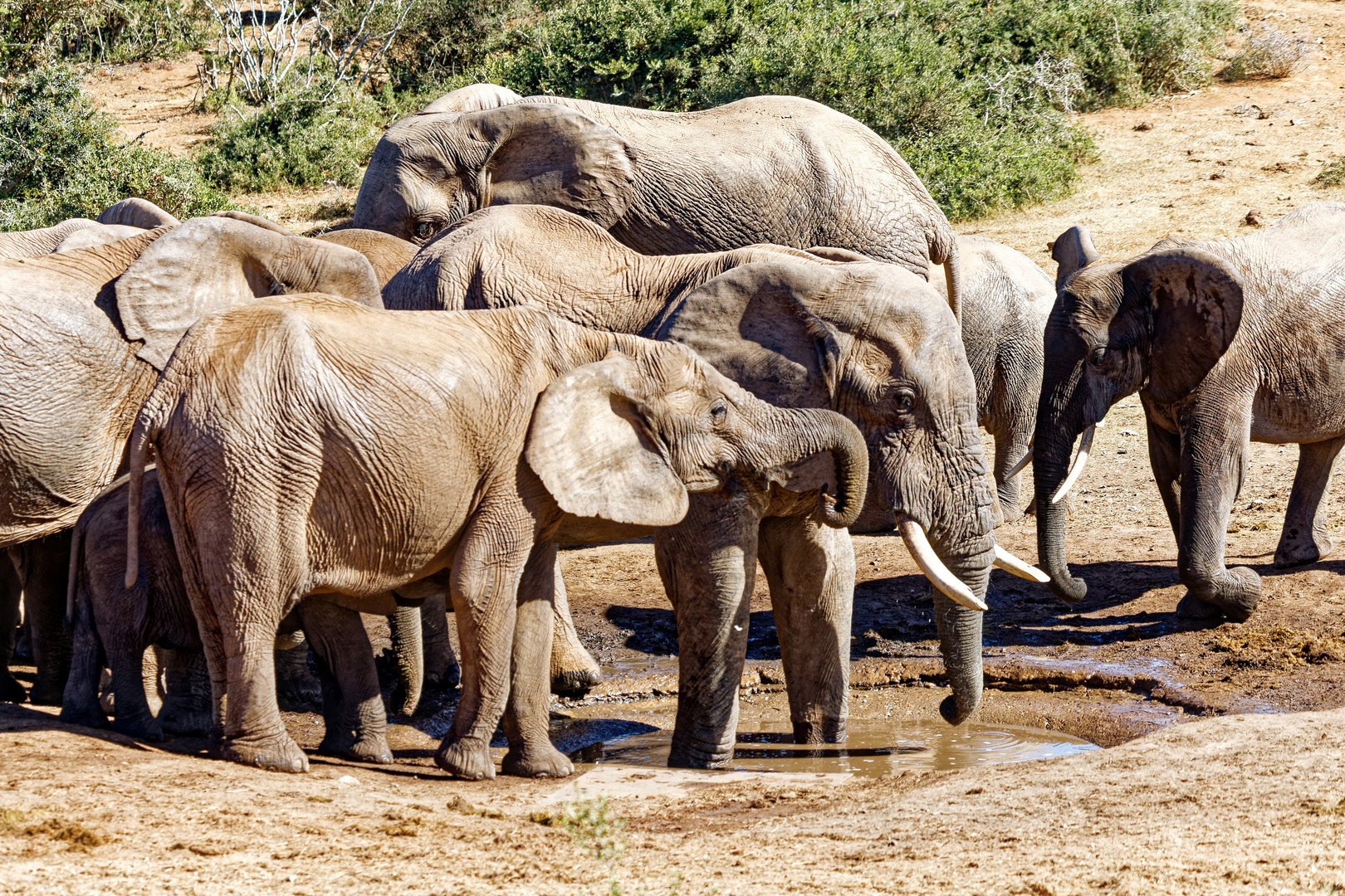 Addo Elephant Nationalpark_84